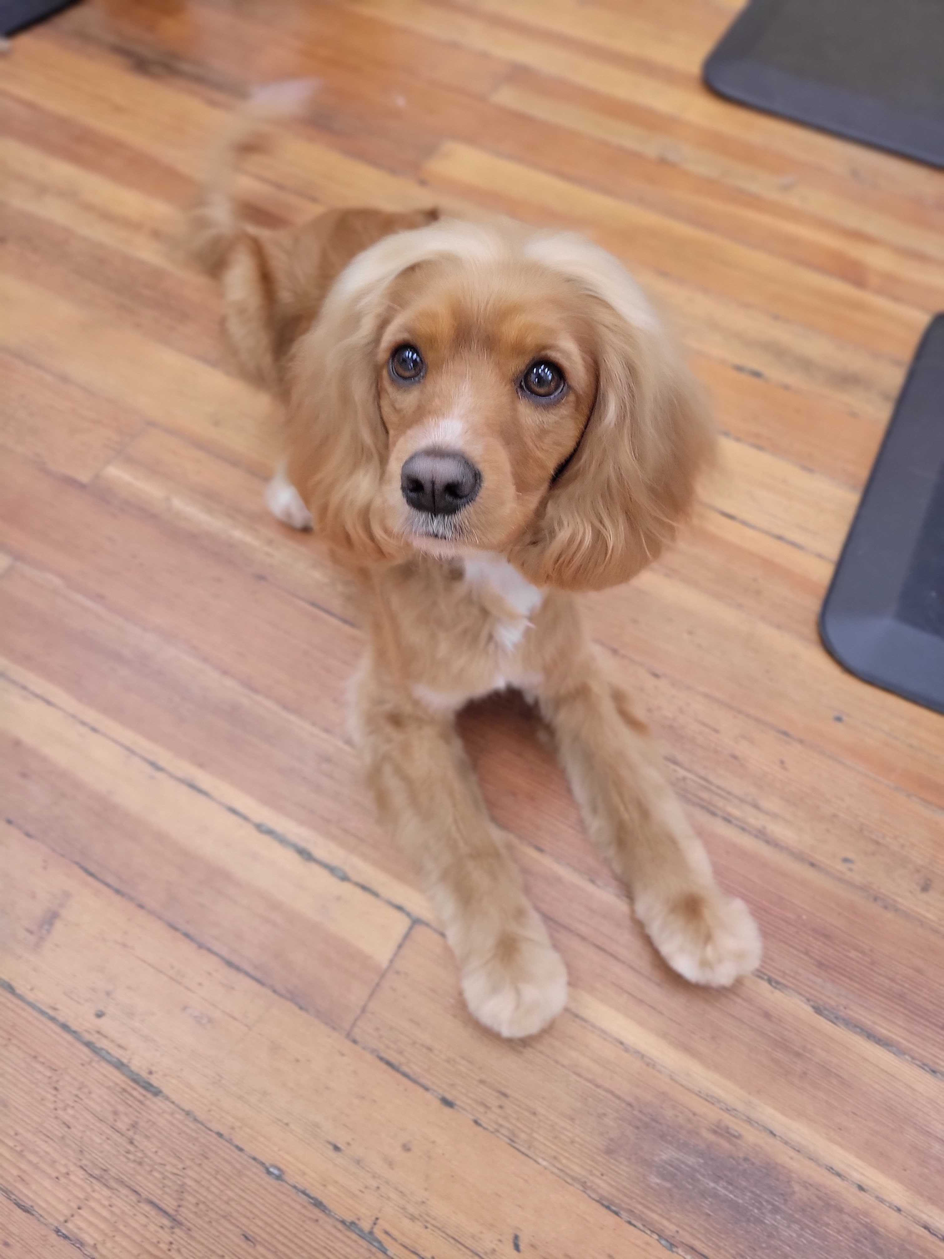 Little Brown Dog photo